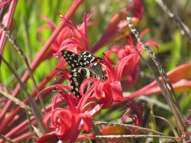 Take part in the City Nature Challenge 2026 and capture Cape Town’s living nature